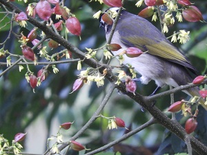 校園鳥