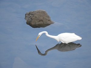 連結到校園鳥
