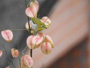 校園鳥