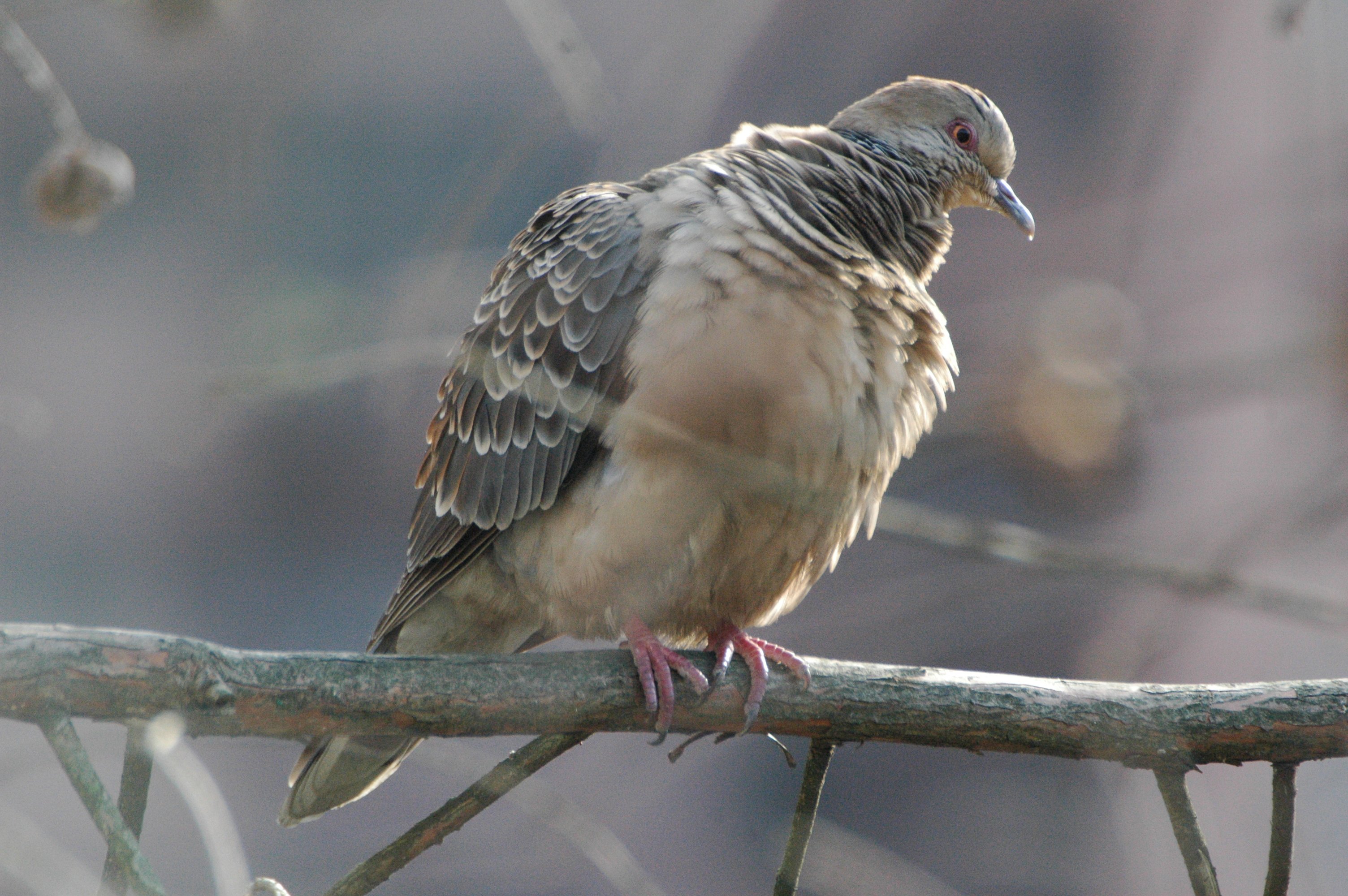 斑鳩停棲枝頭