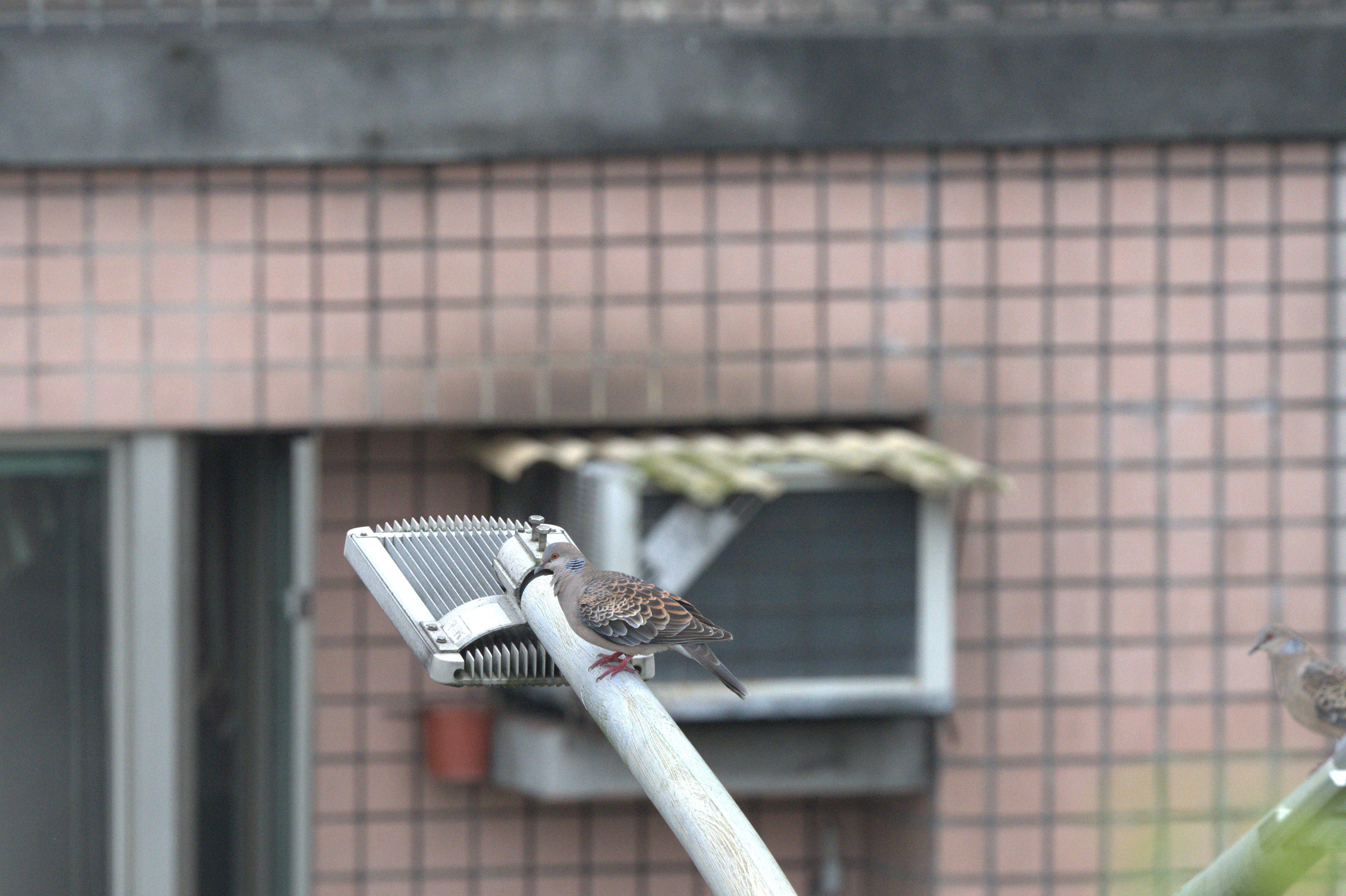 斑鳩停棲路燈上
